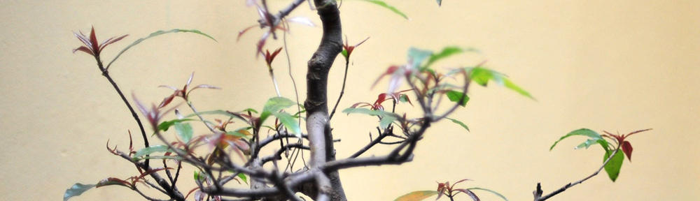 拉萨堆龙德庆区迈凌网络科技工作室（个体工商户）